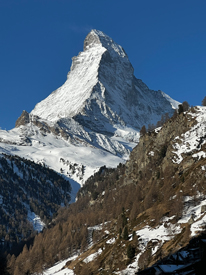 Valais Blacknose Sheep - The Cutest Sheep in the World - Valais Iowa