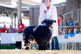 Valais Blacknose Sheep - The Cutest Sheep in the World - Valais Iowa