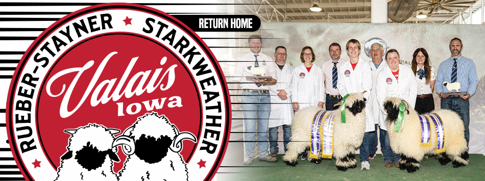 Valais Blacknose Iowa