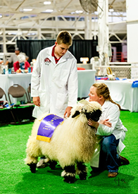 Valais Blacknose Sheep - The Cutest Sheep in the World - Valais Iowa