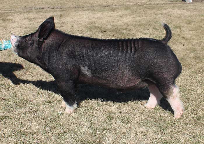 Top Cut Genetics: Knocked Up