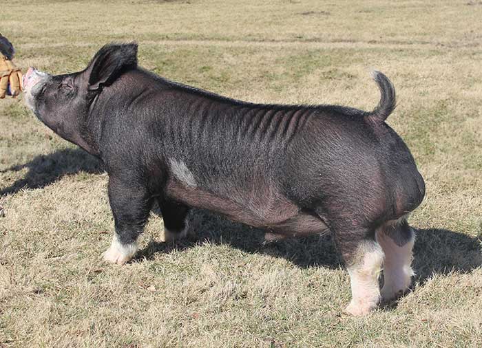 Top Cut Genetics: Knocked Up