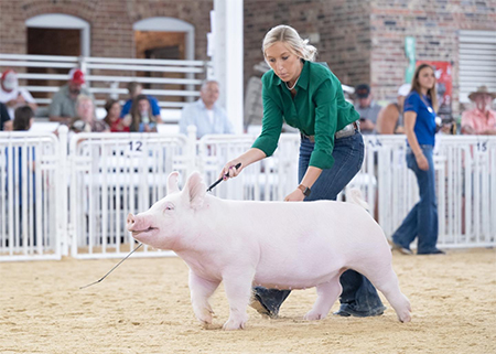 Finish Line Littermate Gilt