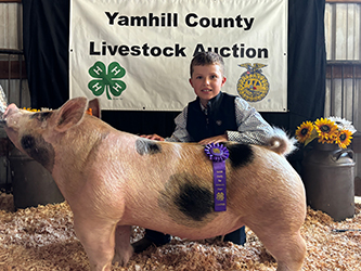 Grand Champion Market Hog
2024 Yamhill County Livestock Show, OR
